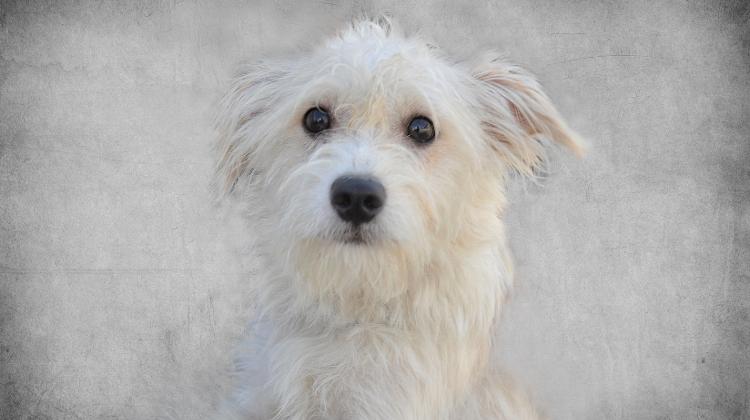 Dog Adoption Day, 1st April