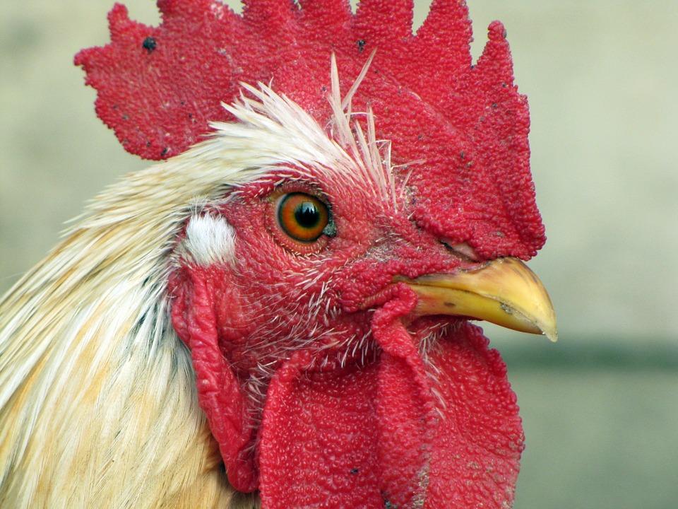 Hungary Lifts Bird Flu-Related Restrictions