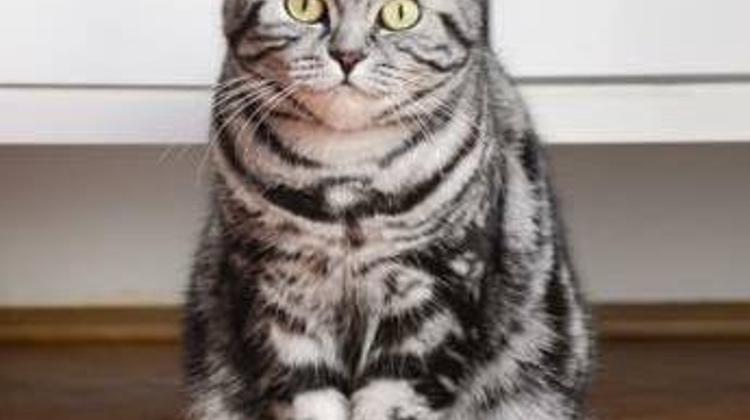 Popular Hungarian Cat To Form A Political Party