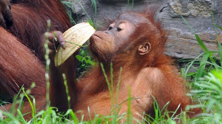 'Animal Festival', Budapest Zoo, 4 - 8 October