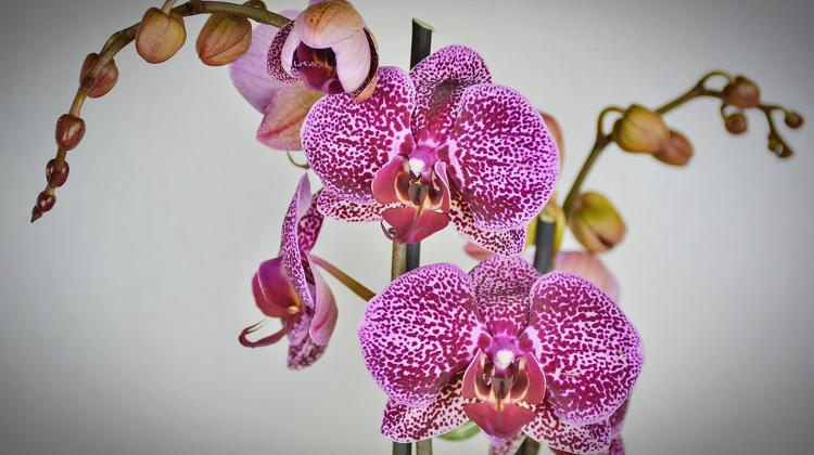 'The Queen Of Himalaya', Orchid Expo, Vajdahunyad Castle, 9 - 12 November